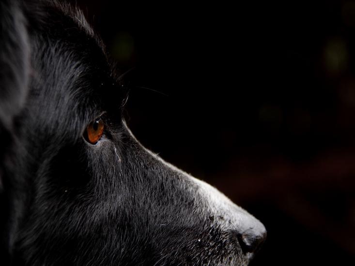 dog smarts_HERO