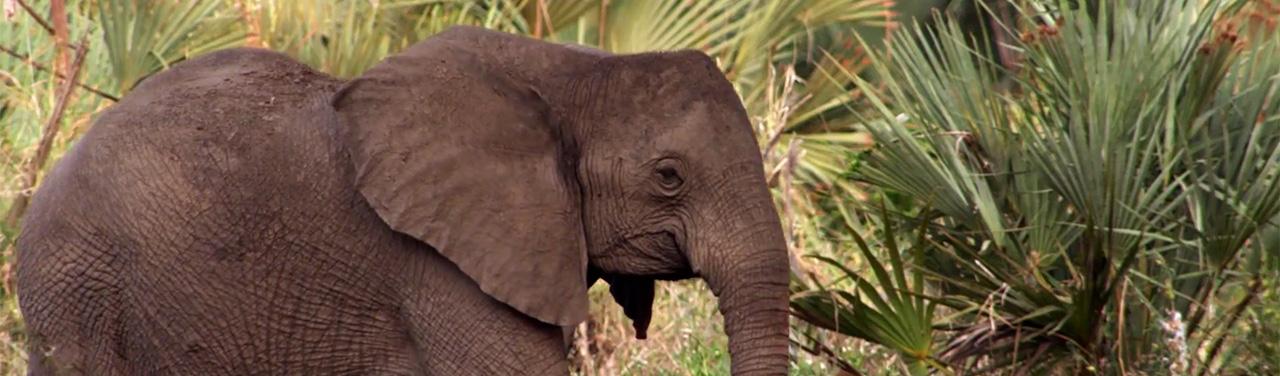 TLAS_HERO_tusks