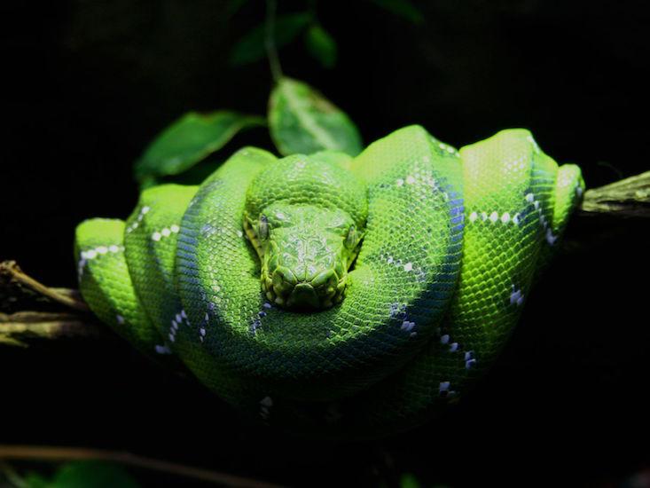 platonic snake_HERO