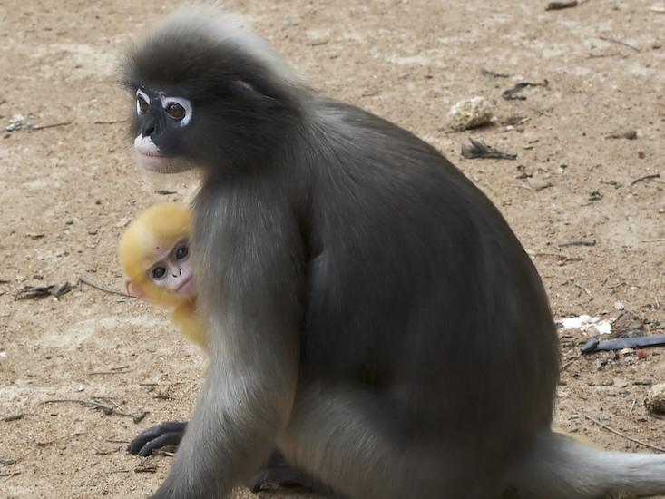 langur mom_HERO