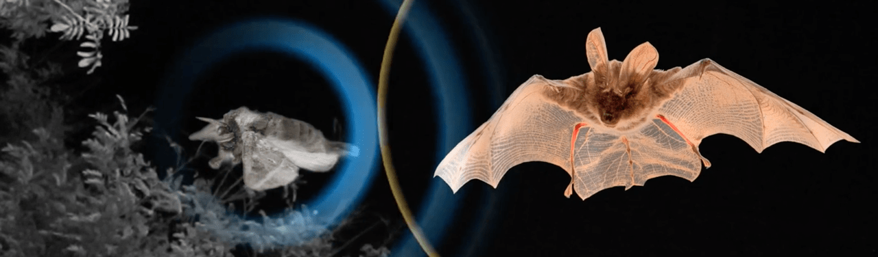 Moth_HERO