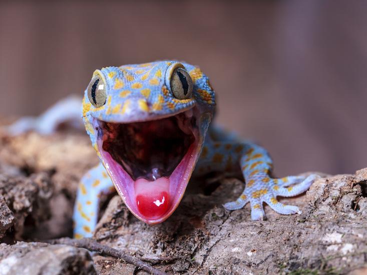 gecko bird_HERO