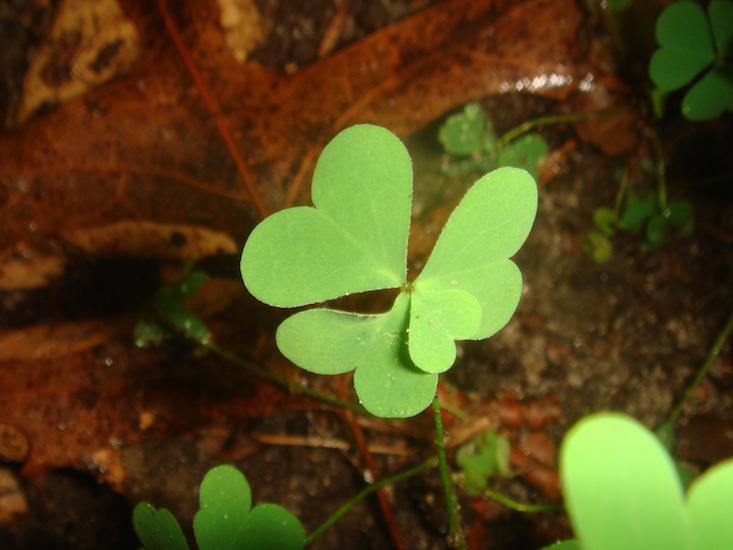four clover_HERO
