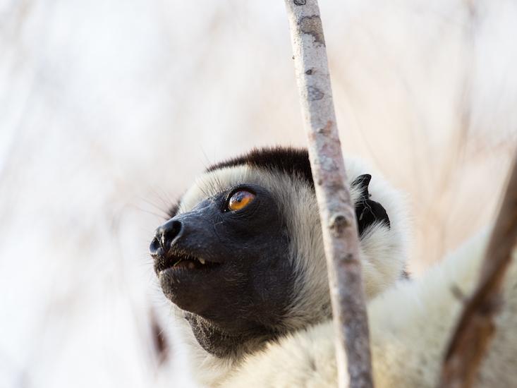 lemur color_HERO