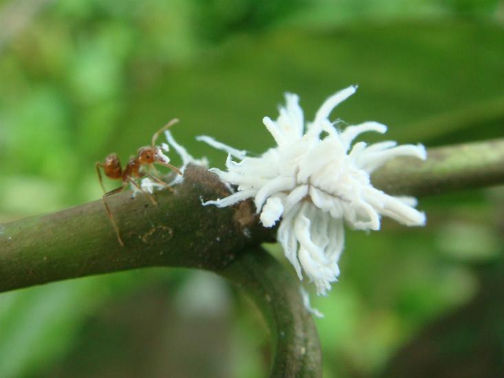 Ant vs beetle larva 