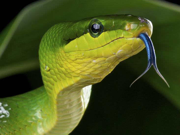 green rat snake