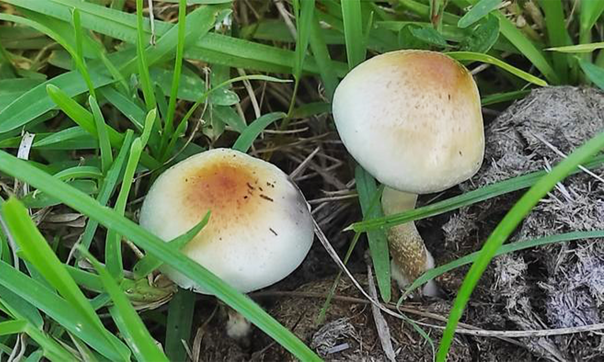 Psilocybe ochraceocentrata