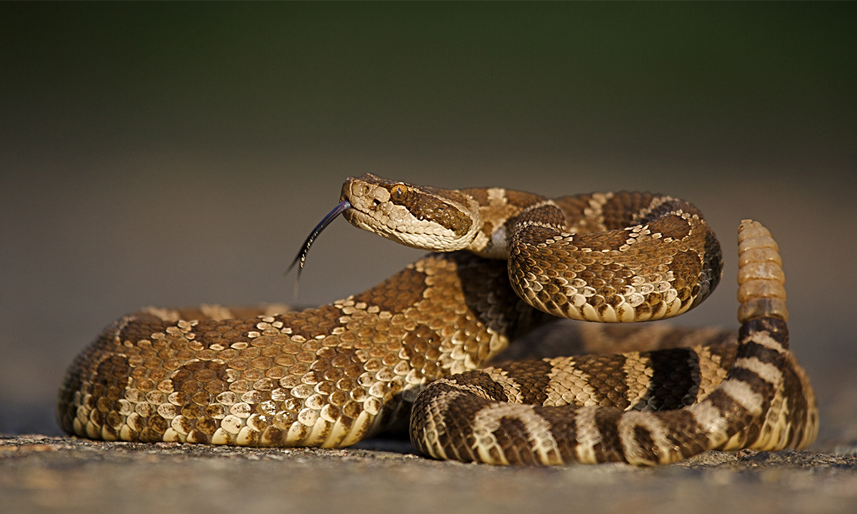 Rattlesnake coiled with its rattle raised in a defensive posture. Credit: Tom Reichner / Shutterstock.