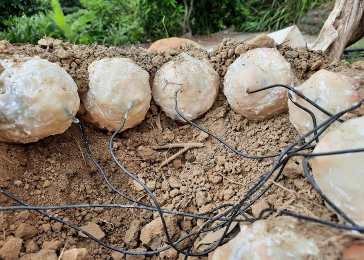 Lateral view of the clutch. The eggs were molded from casting resin. Credit: Chun-Yu Su.