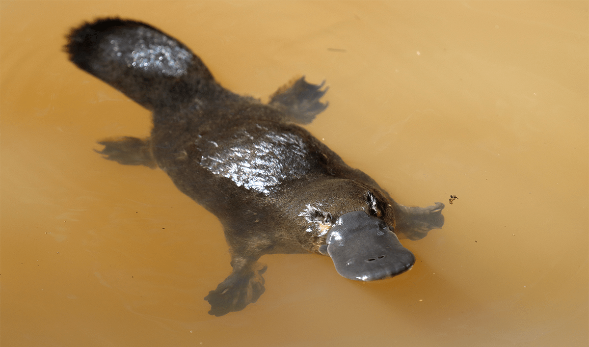 Platypus swimming in water. Credit: My wild world / Shutterstock