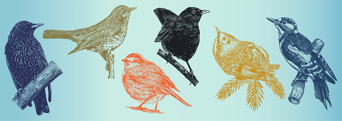 Set of European forest and garden birds. Credit: Arthur Balitskii / Shutterstock