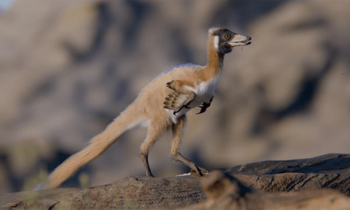 Image by Gabriel Díaz Yantén, Universidad Nacional de Río Negro.