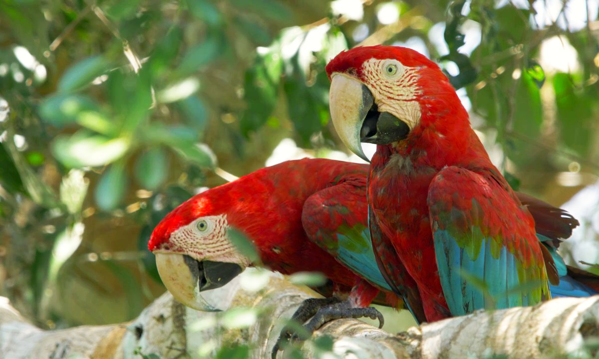 Red and green macaws sitting together on a tree branch. Credit: Balazs Tisza.