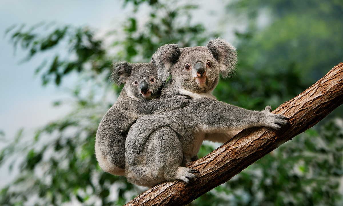 Koala carrying a baby koala on its back while climbing a tree branch.