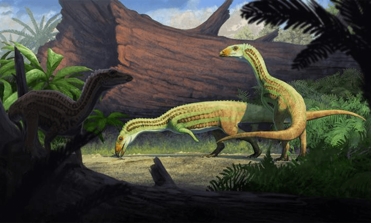 Life restoration of Sonselasuchuc cedrus as depicted by Gabriel Ugueto.