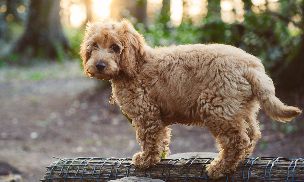 A cockapoo standing on a log. Credit: Bartlomiej Rybacki / Shutterstock.