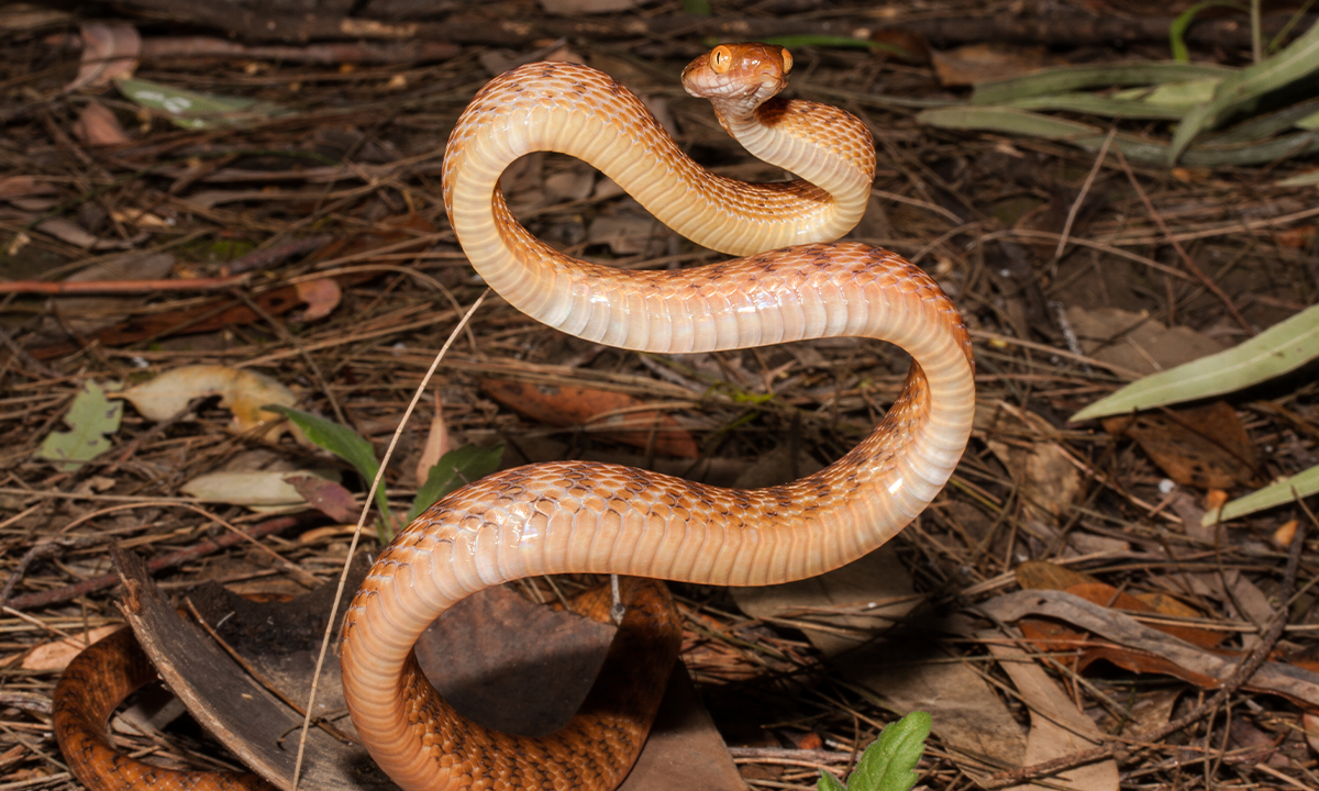 Brown Tree Snake in striking position. Credit: Ken Griffiths / Shutterstock