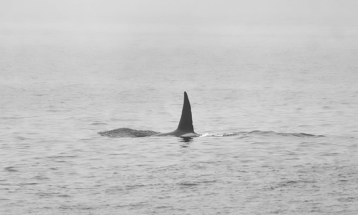 Large dorsal fin of a male Orca whale cutting through the foggy waters