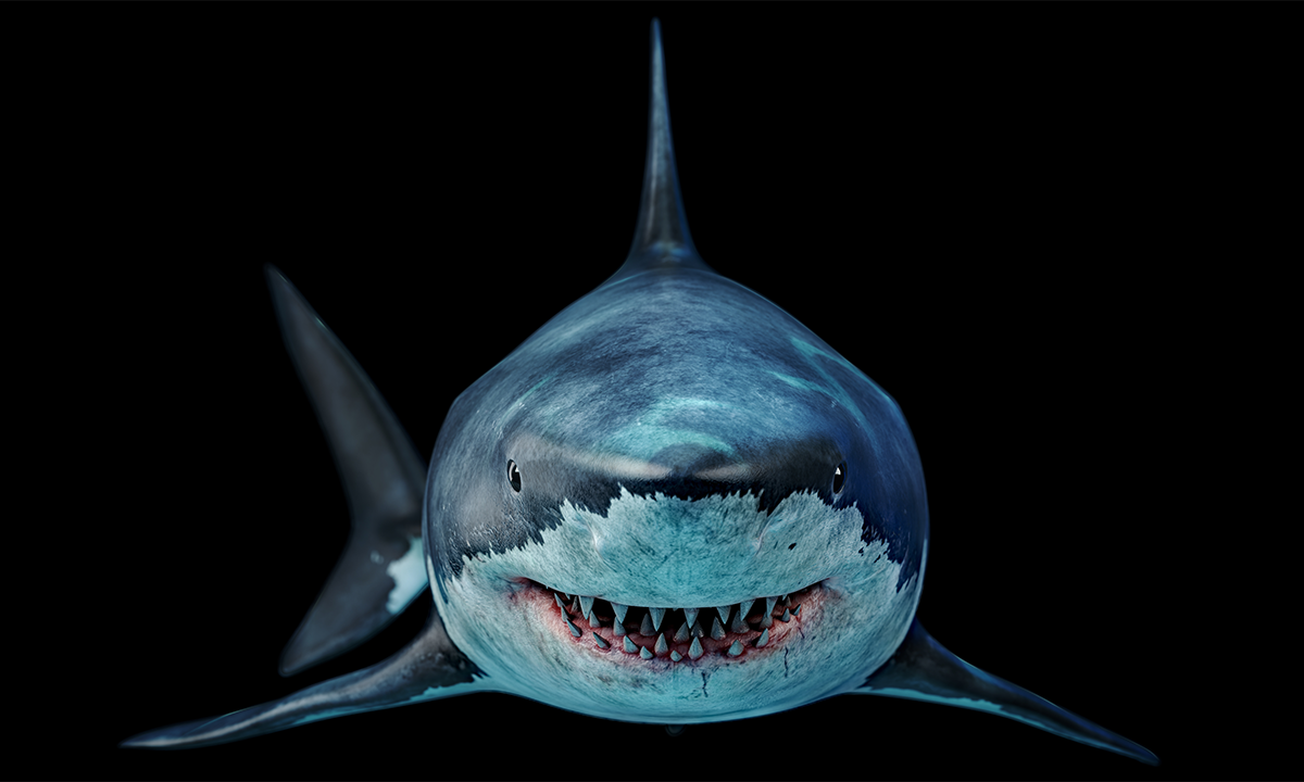 3D rendering of a great white shark. Credit: Happy Whale / Shutterstock