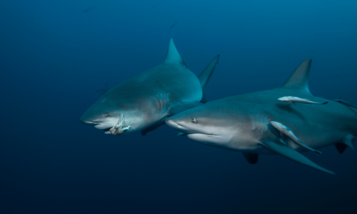 Bull shark swimming in the ocean. Credit: Martin Prochazkacz / Shutterstock