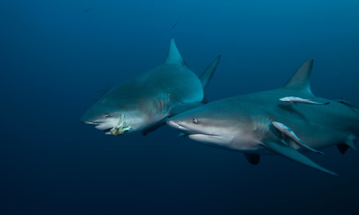 Bull shark swimming in the ocean. Credit: Martin Prochazkacz / Shutterstock