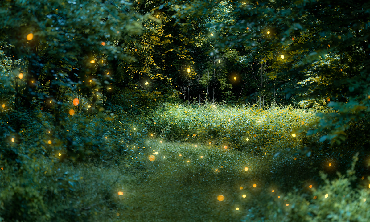 Fireflies in a woodland path. Credit: arthurgphotography / Shutterstock.