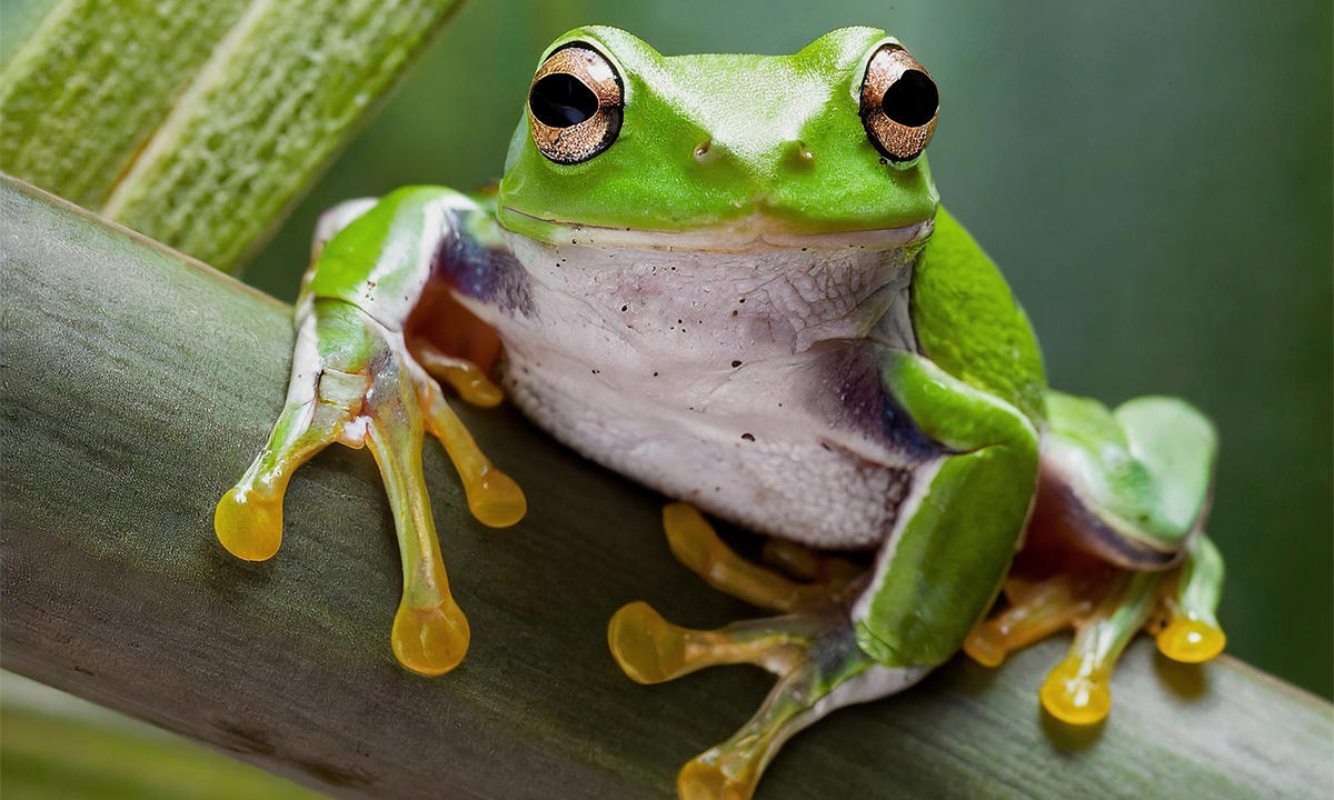 American Green Tree Frog. Credit: Raseduly / Shutterstock