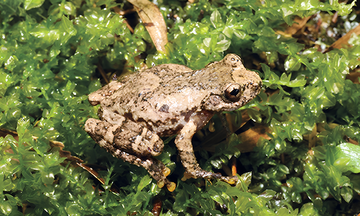 Credit: Peng, C. et al Herpetozoa (2026).