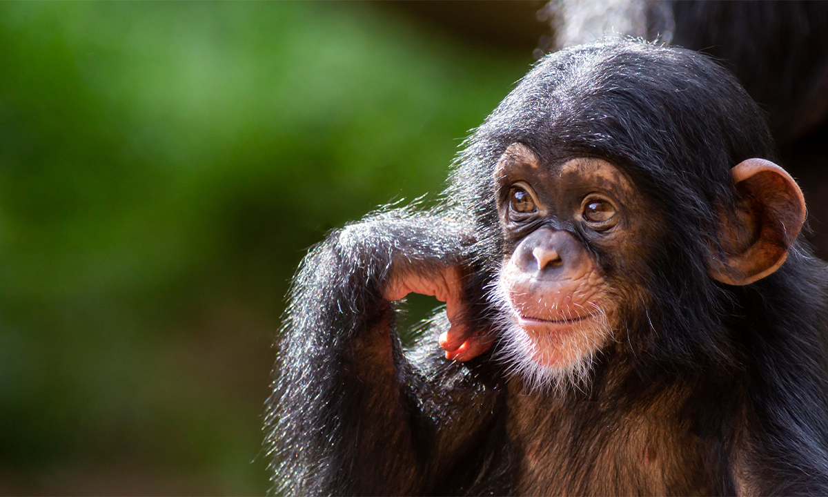Close-up portrait of a happy baby chimpanzee deep in thought. Credit: Patrick Rolands / Shutterstock.