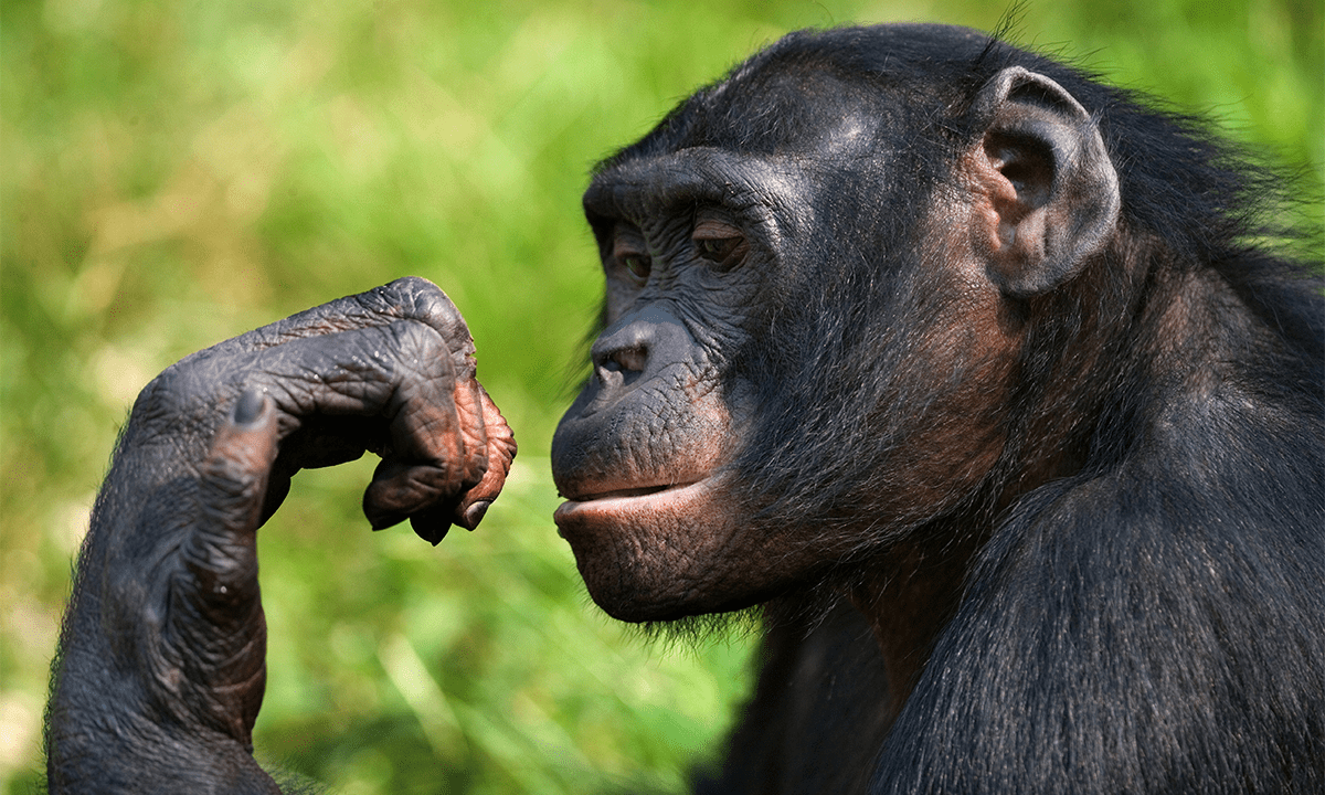 Close-up portrait of a bonobo. Credit: GUDKOV ANDREY / Shutterstock.