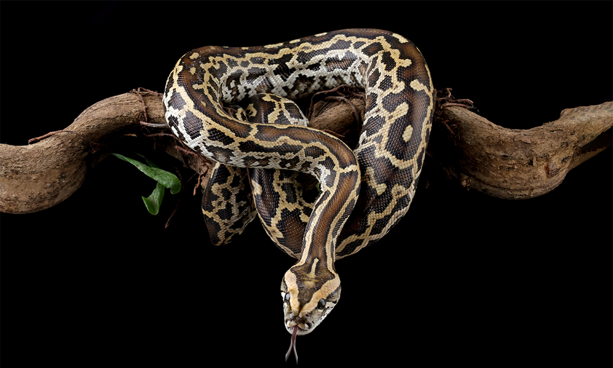 Burmese python snake on a branch. Credit: Agus_Gatam / Shutterstock