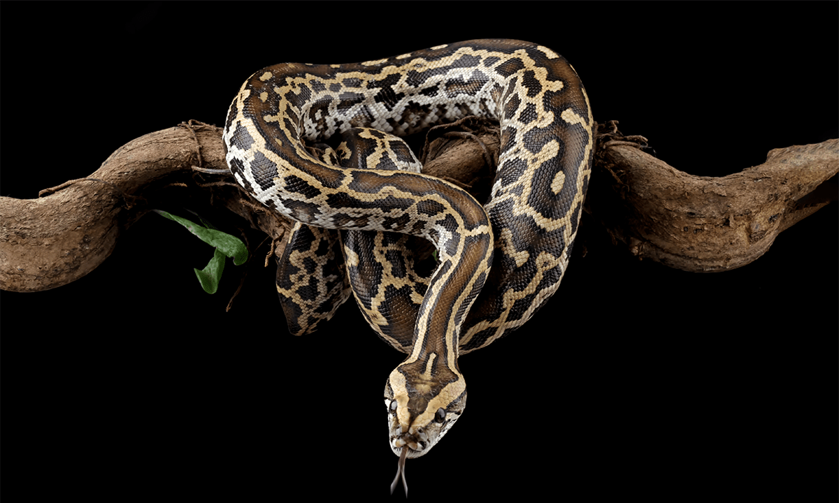 Burmese python snake on a branch. Credit: Agus_Gatam / Shutterstock