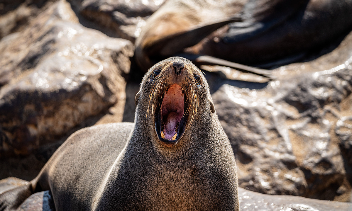 A barking Sea lion. Credit: Wirestock Creators / Shutterstock