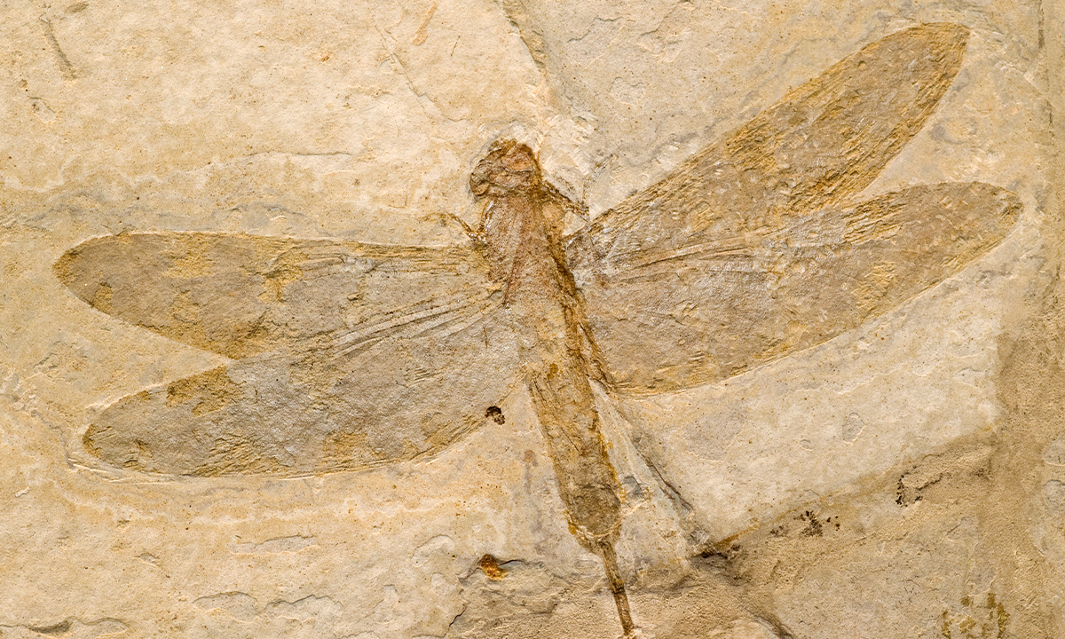 Fossil of a dragonfly. Credit: marcel / Adobe Stock