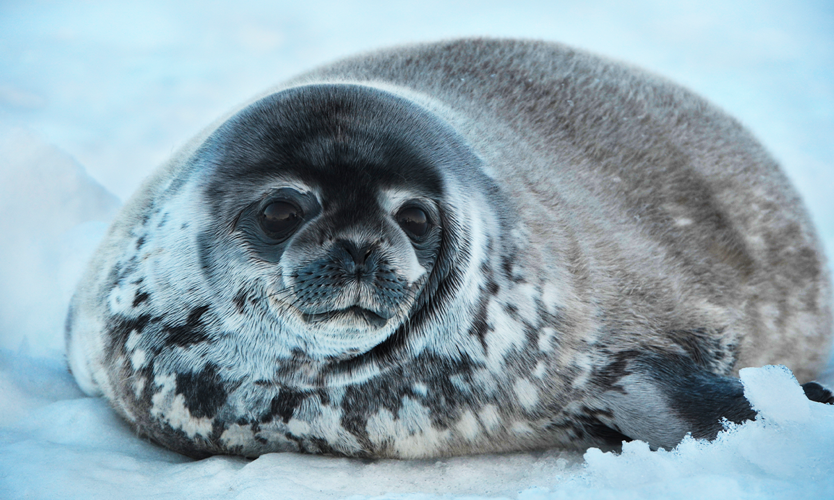 Ringed seal (Pusa hispida) lying in the snow. Credit: polarman / Shutterstock