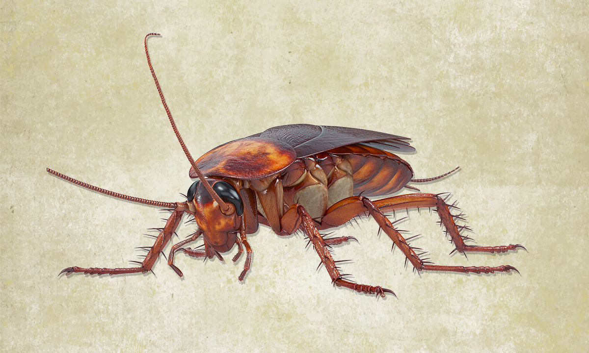 3d rendering of a cockroach. Credit: ARTYuSTUDIO / Shutterstock