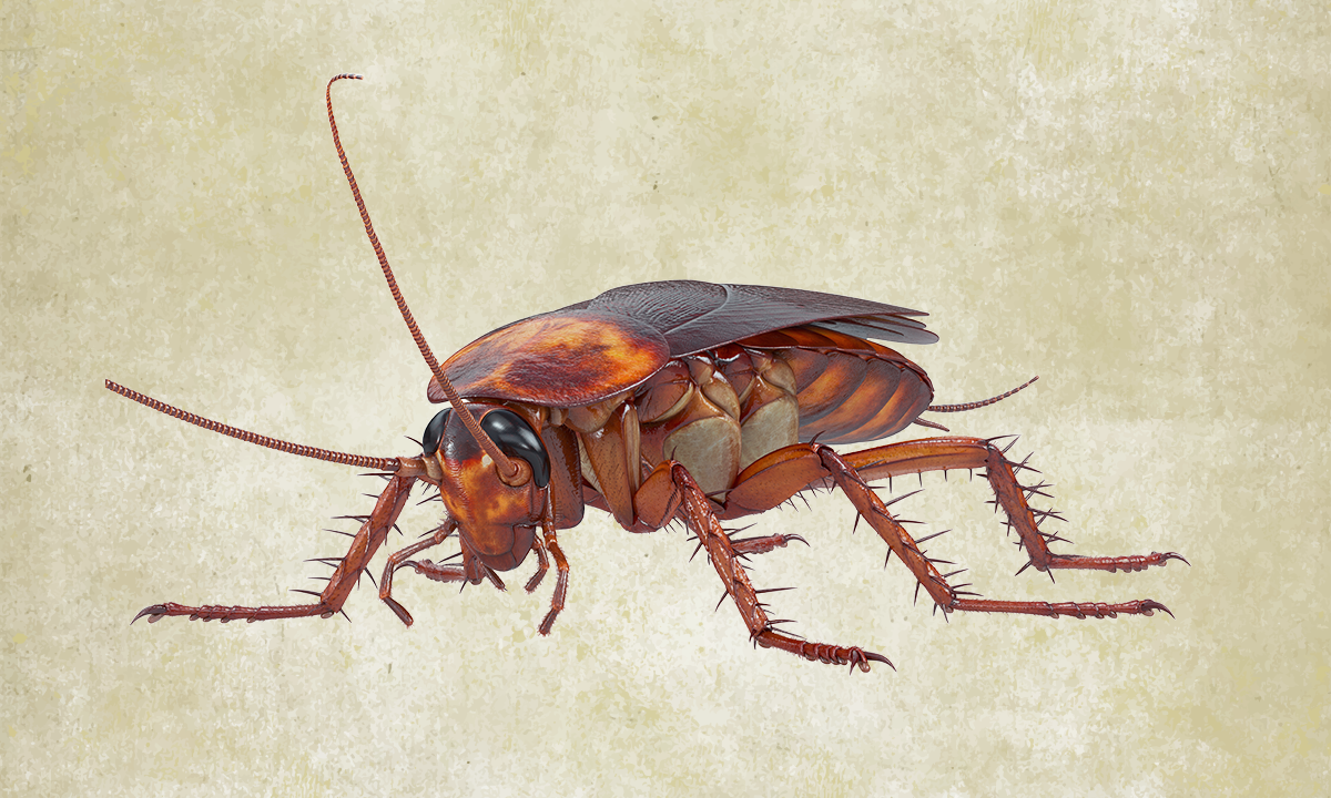 3d rendering of a cockroach. Credit: ARTYuSTUDIO / Shutterstock