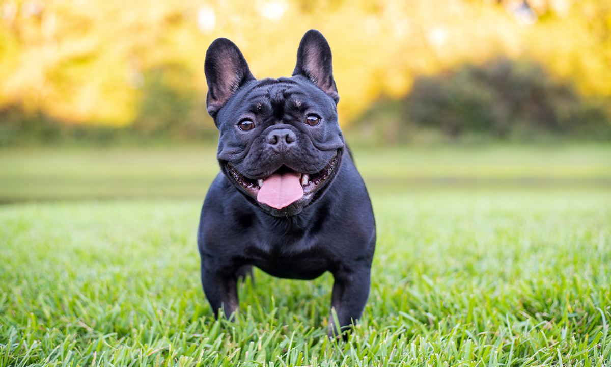 We bred flat-faced dogs into suffering. New science says we can breed them back out.