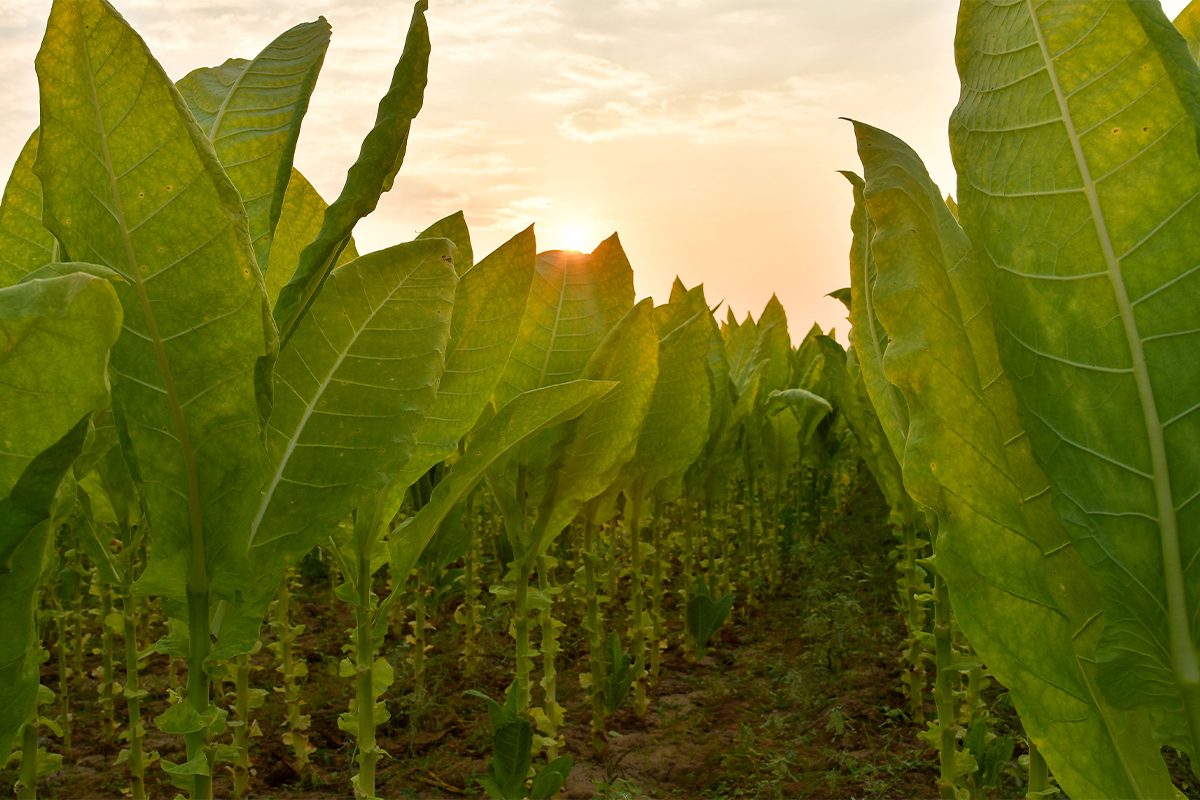 what is topping in tobacco Topping your tobacco at a right time allows your tobacco to broaden the  leaves