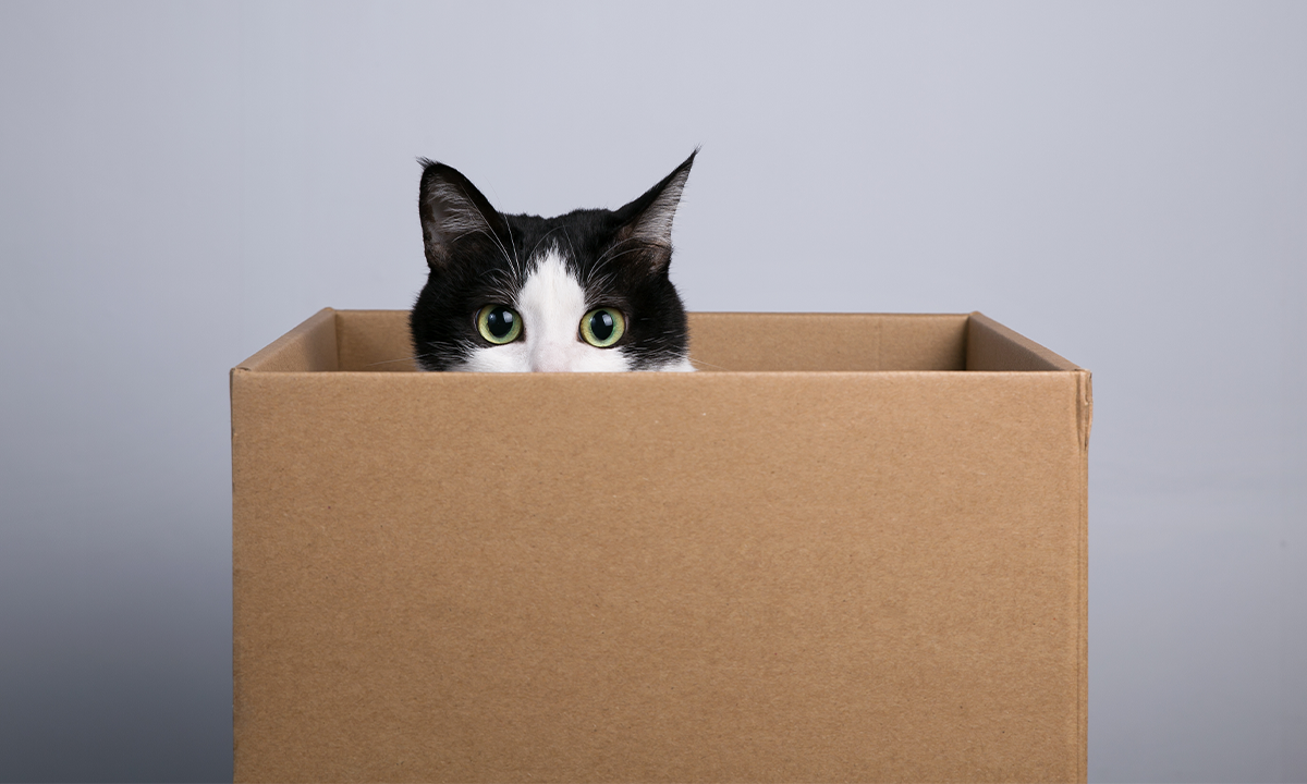 How Does Your Brain Know a Cat Is a Cat?