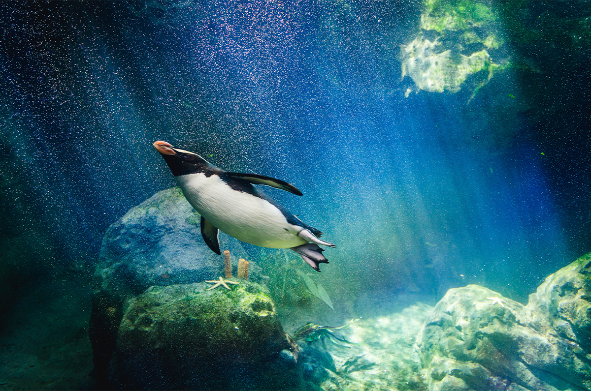 Why Penguins Don’t Fly