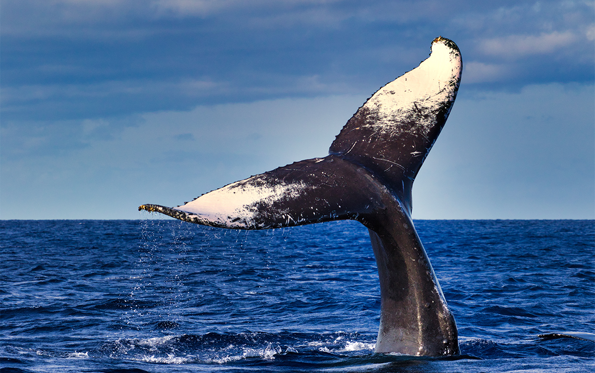 These World-Record Humpbacks Crossed 9,000 Miles of Open Ocean