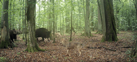Watch Bison Fend Off a Wolf Attack on a Newborn Calf