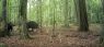 Watch Bison Fend Off a Wolf Attack on a Newborn Calf