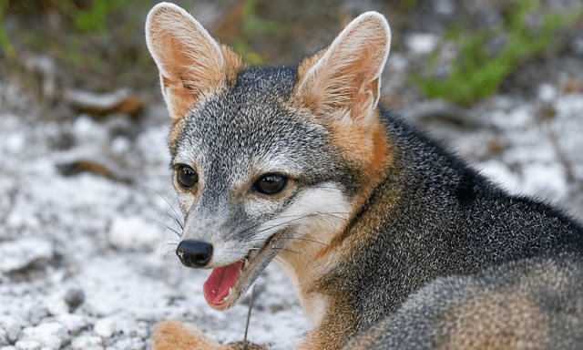 See the First-Ever Photos of Cozumel’s Mysterious Dwarf Fox