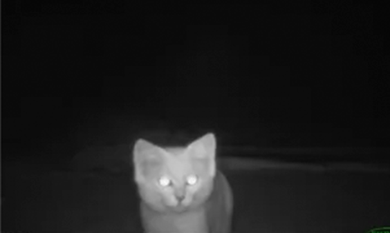 EXTINCT SAND CATS PHOTOGRAPHED ALIVE IN QATAR