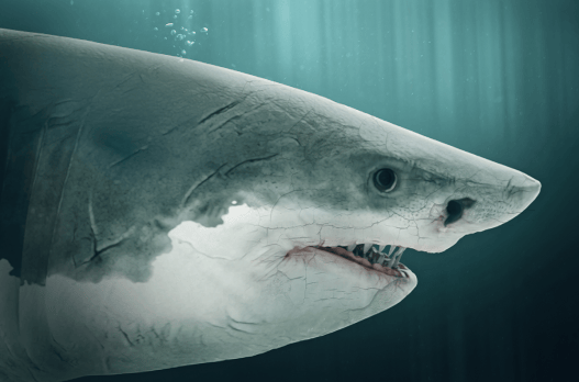 What Do You Do When You Lose Gigantic Megalodon Shark Vertebrae?