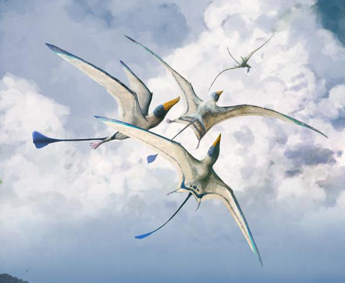 Everyone’s Been Drawing Pterosaur Wings Wrong