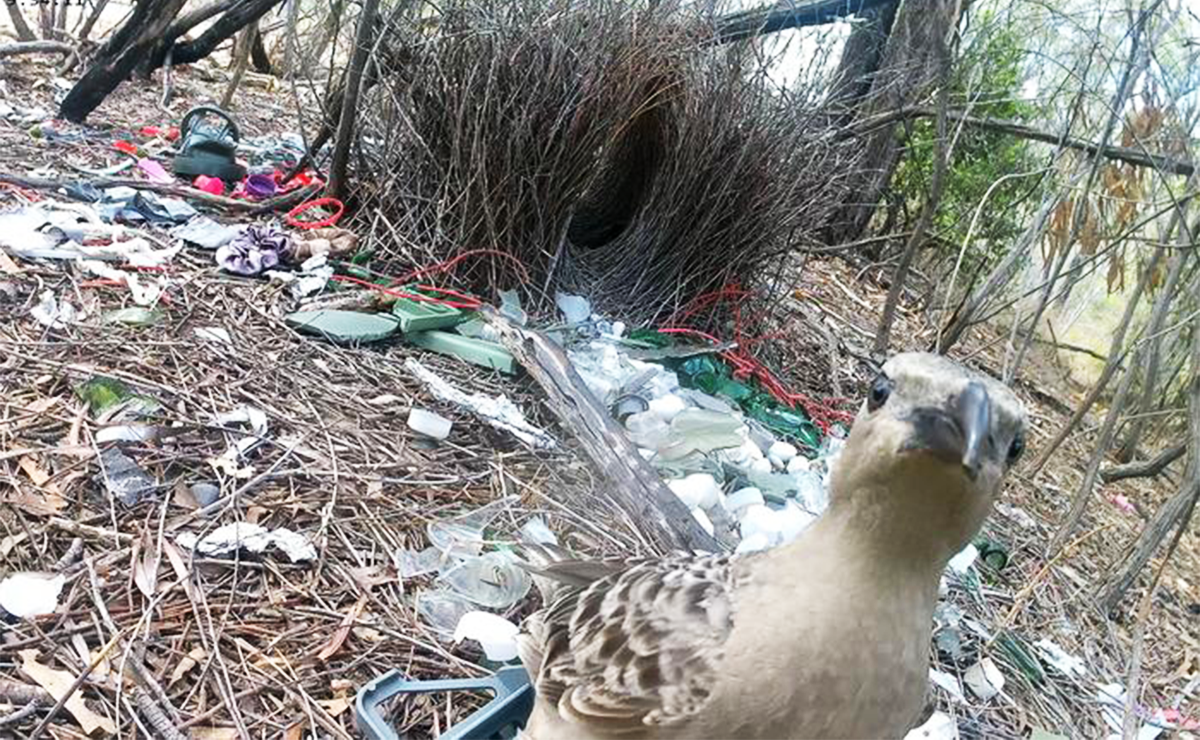 Watch How “Trashy” City Bowerbirds Attract Their Mates