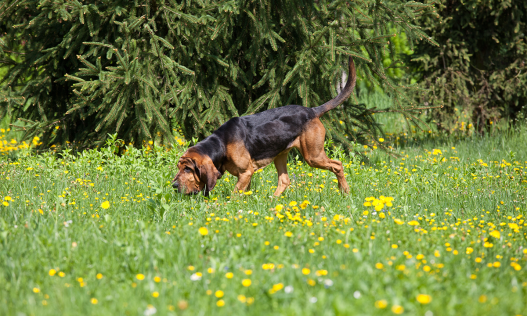 How Humans Are Like Bloodhounds and Bats